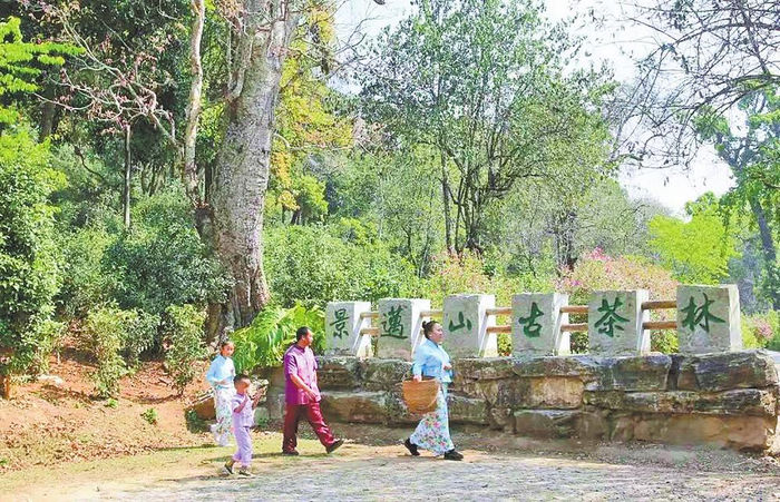 景迈山古茶林  沈浩 摄