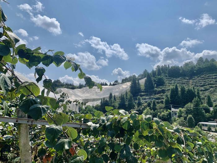 赣州寻乌猕猴桃种植基地 本报记者 唐唯珂 摄