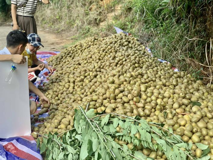 赣州寻乌猕猴桃 本报记者 唐唯珂 摄