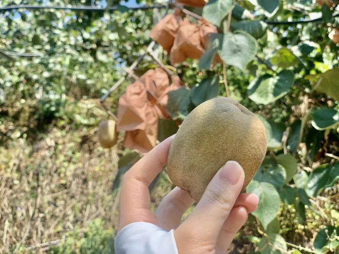 赣州寻乌猕猴桃 本报记者 唐唯珂 摄