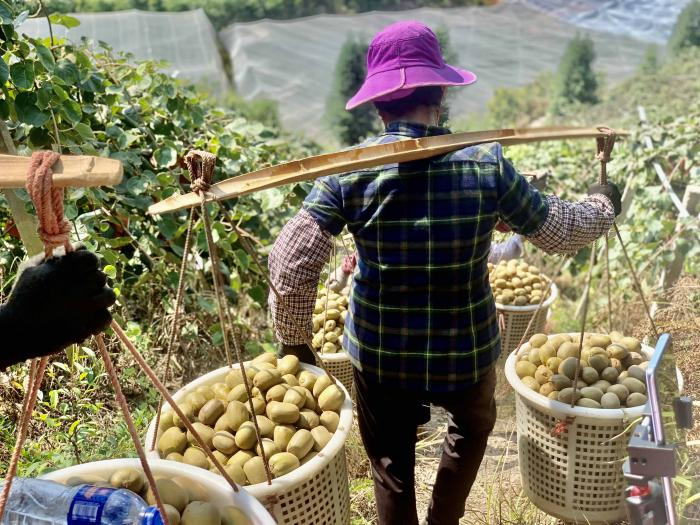 赣州寻乌猕猴桃 本报记者 唐唯珂 摄