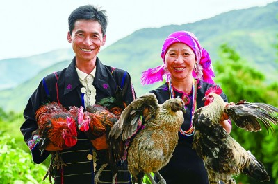 西双版纳傣族自治州勐海县的哈尼族妇女沙内和丈夫通过经营生态养鸡场致富。新华社发