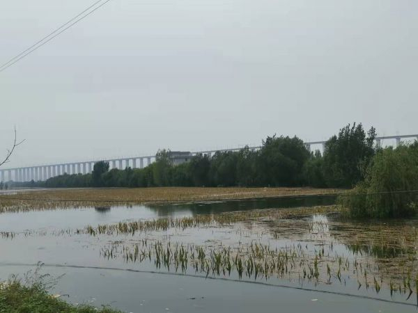 连伯滩被淹没的玉米地 高飞昌/摄