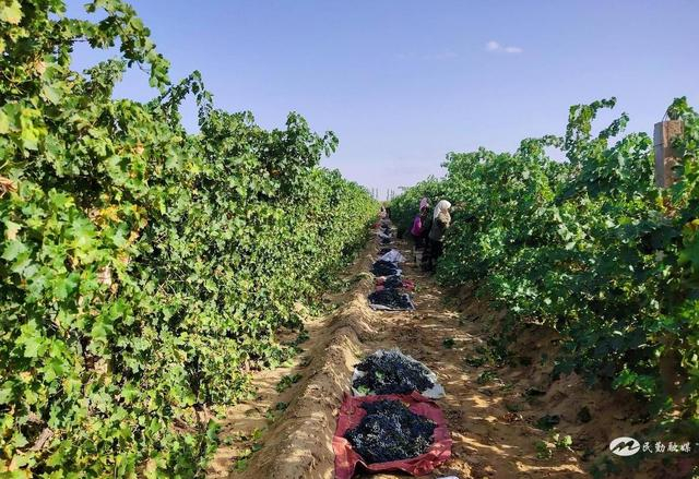 村民们穿梭在一行行藤蔓间加紧采摘葡萄 杨燕 摄