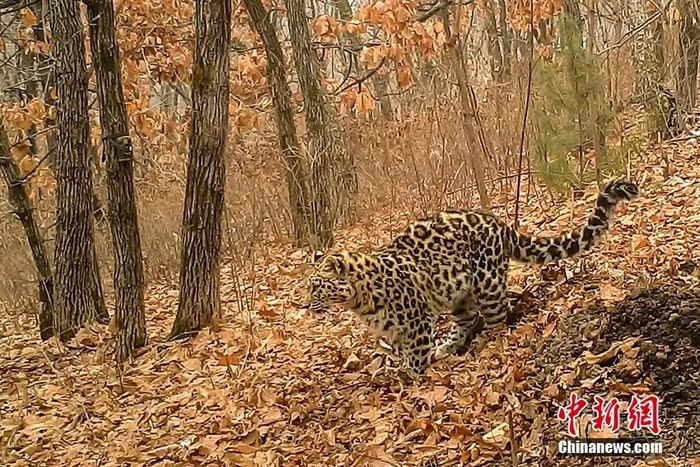 野生东北豹。谷宝臣 摄