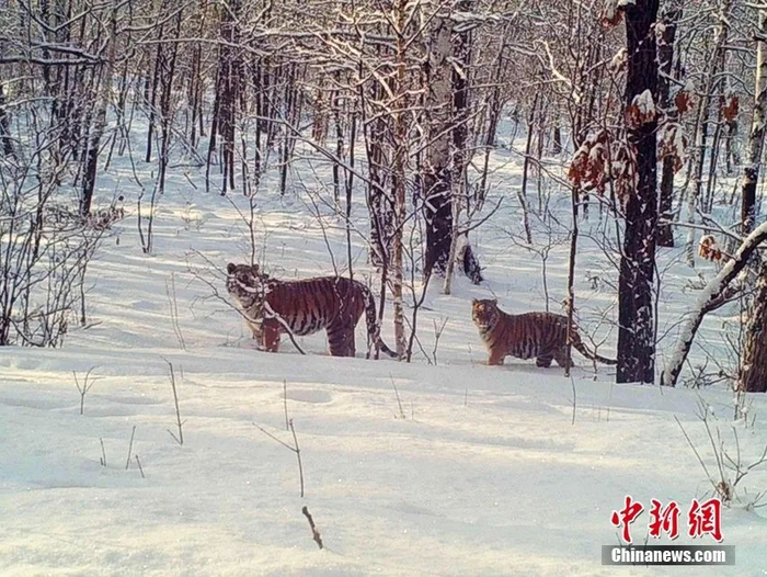 野生东北虎。谷宝臣 摄