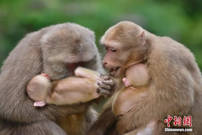 武夷山国家公园里的藏酋猴。王东明 摄