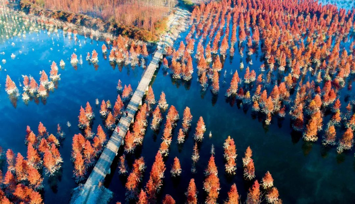 云南昆明水杉湿地（局部）。图/新华