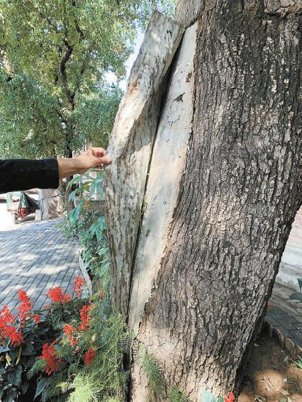 假树皮开裂，露出里边的灰白色水泥涂层。