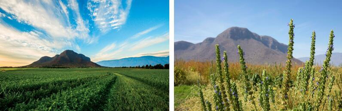 　　图说：墨西哥纽崔莱农场
