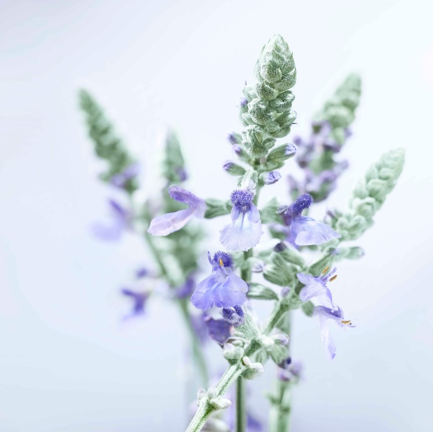 图说：宏邦奇亚植物植株