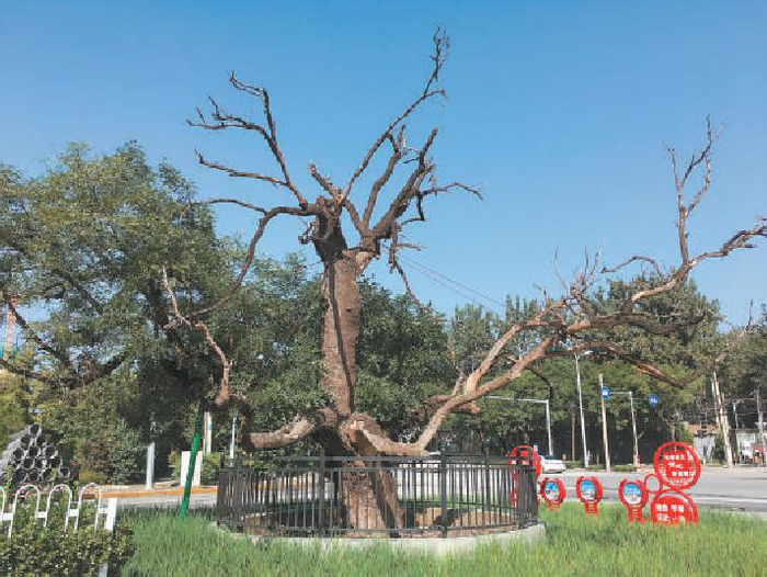 石门路与石门南路交叉口的古树濒临死亡。