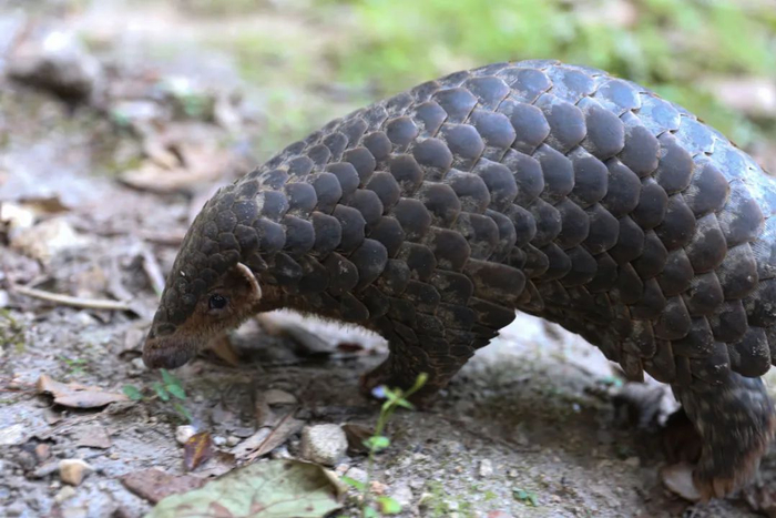 ▲ 图为在钱江源国家公园体制试点区拍摄的国家一级保护动物穿山甲。