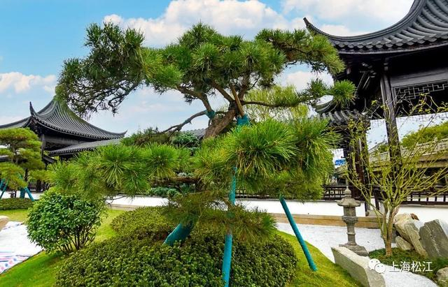 △园内主要种植罗汉松、黑松、鸡爪槭、紫薇等雅致的小乔木