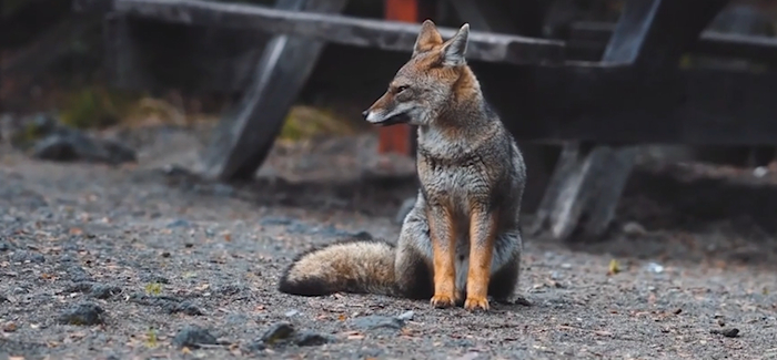 图为具有高生态保护价值的“伞形物种”达尔文狐。（视频截图）