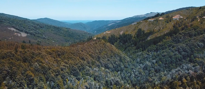 图为智利纳韦尔武塔山脉，那里拥有世界上生物多样性最丰富的生态系统之一。（视频截图）