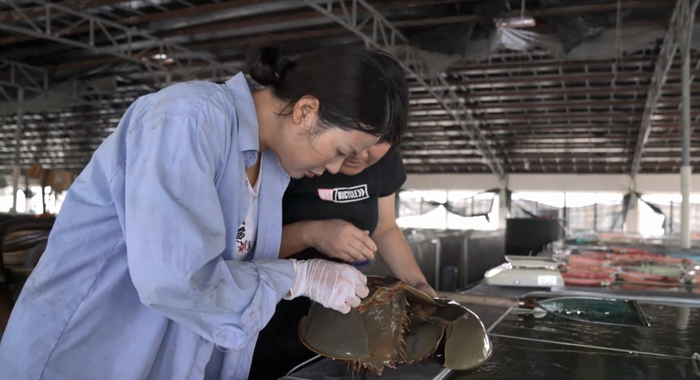 广西海洋研究所副所长陈瑞芳与同事查看用于育苗的中国鲎的情况。新华社记者杨驰 摄