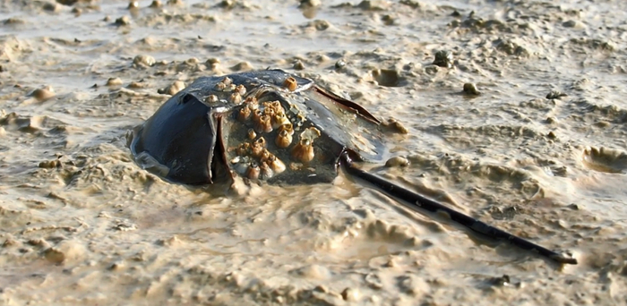 在广西北部湾沿海滩涂上栖息的鲎。（视频截图）新华社发