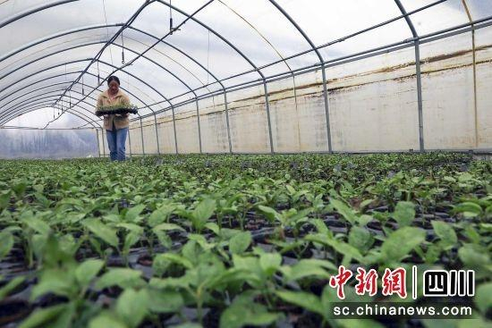 基地员工将插好的种苗放置在温室大棚里。 王磊 摄