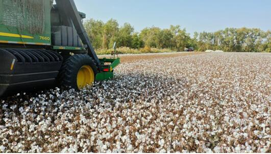 水发农业集团在新疆双河市投建的棉花基地正在机械化收割