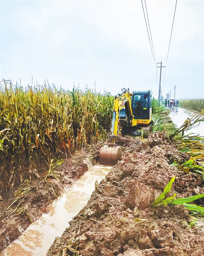  日前，曲周县调动人员和机械疏通渠道，开展田间排涝。 河北日报通讯员 张 璐摄