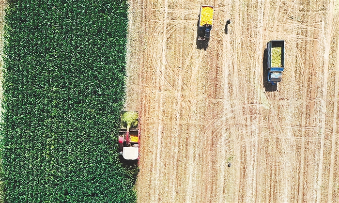  日前，邱县新马头镇布路店村收割机在收获玉米。 河北日报通讯员 孙海峰摄