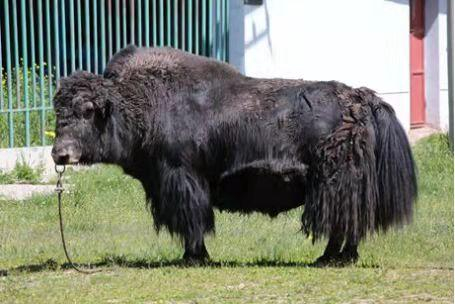 阿什旦牦牛是我国首个无角牦牛新品种，其多项性能超过了传统的牦牛品种。中国农科院供图