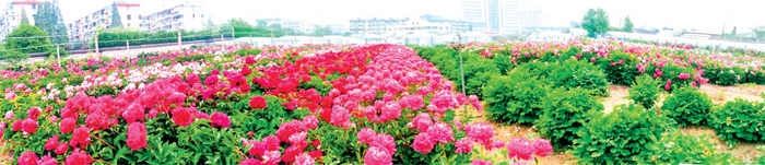 ▲芍药种质资源圃