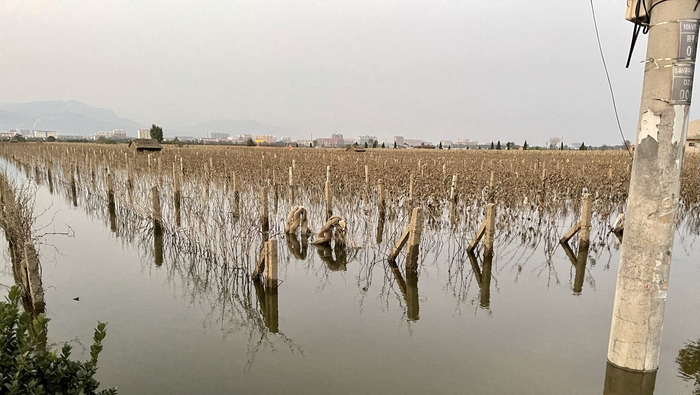 2米高的葡萄架，终于漏出了尖尖角时代周报记者陈佳慧摄