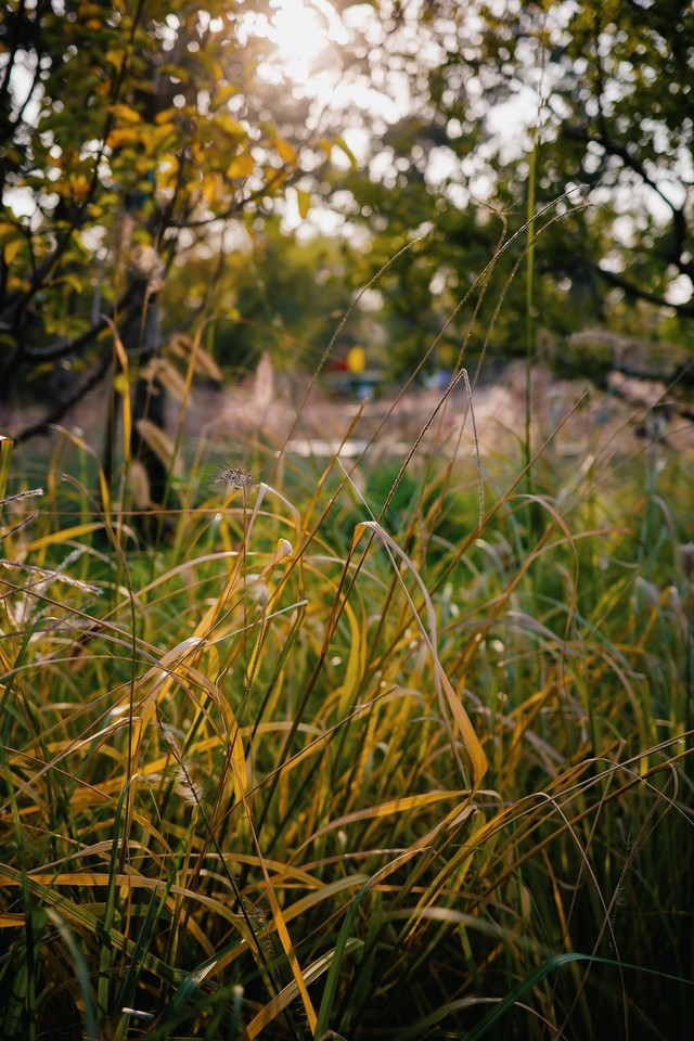 理光GR IIIx逆光拍摄