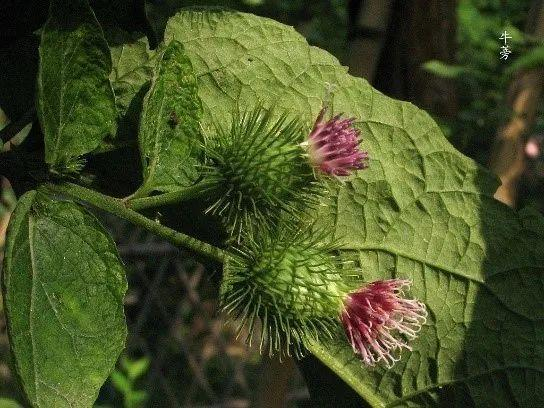 图片来源于网络