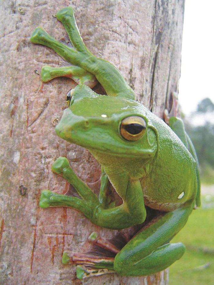 树蛙张开蹼能短暂滑翔 汪继超摄