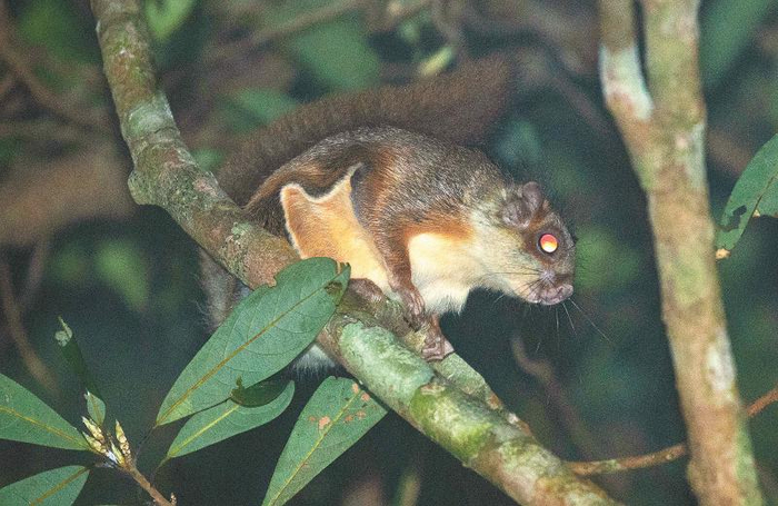 毛耳飞鼠黄昏出洞觅食 米红旭摄