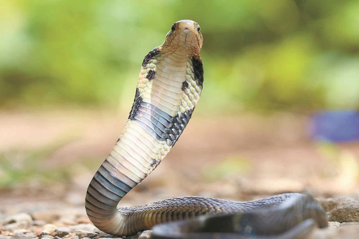 中华眼镜蛇扩大颈部准备攻击 符惠全摄