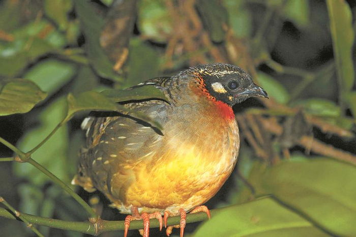 海南山鹧鸪夜晚树上栖息