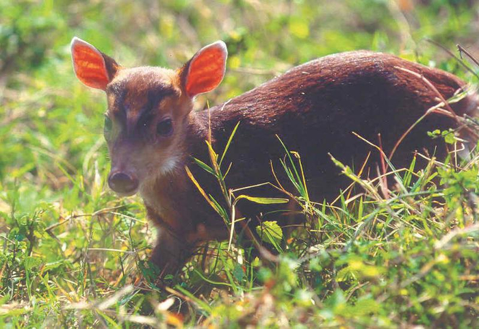 小赤麂脚步轻轻隐蔽于草丛