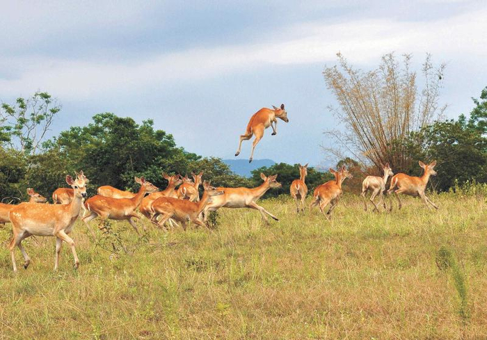 海南坡鹿家族善于跳跃，奔跑迅速，发现敌情便急驰狂奔