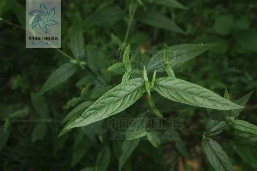 图片来源于水印