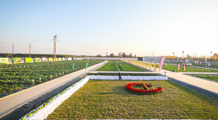 十字花科蔬菜整齐排列等待“检阅”。（南方农村报供图