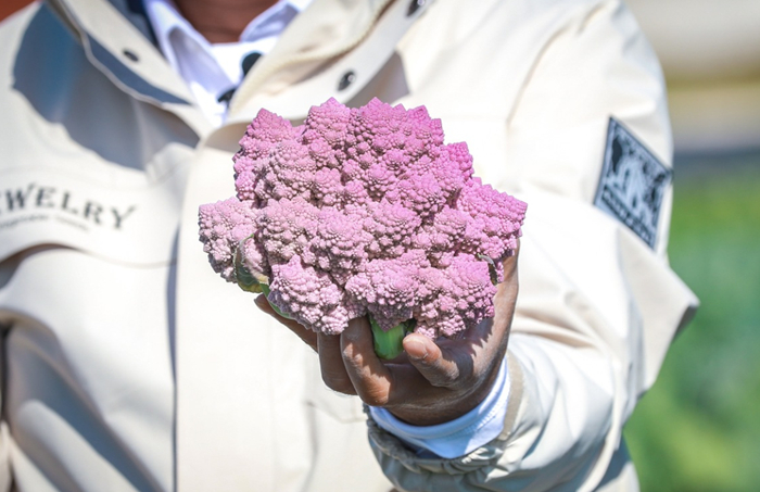 罕见的紫色宝塔花菜。（南方农村报供图