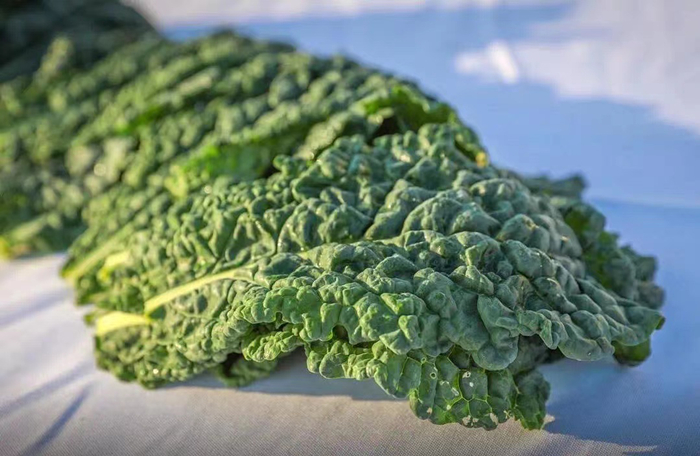十字花科蔬菜——皱叶甘蓝。（南方农村报供图