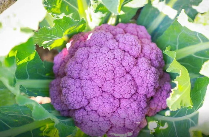 十字花科蔬菜——紫色花菜。（南方农村报供图