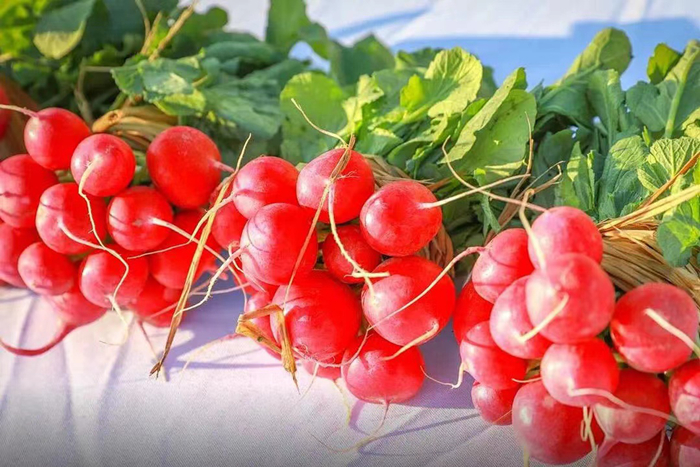 十字花科蔬菜——樱桃萝卜。（南方农村报供图