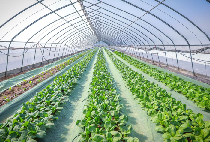 大棚内蔬菜长势良好。（南方农村报供图