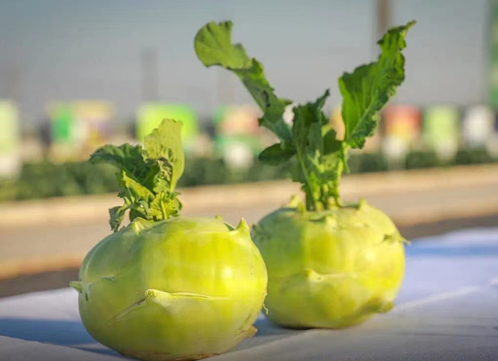 十字花科蔬菜——苤蓝。（南方农村报供图