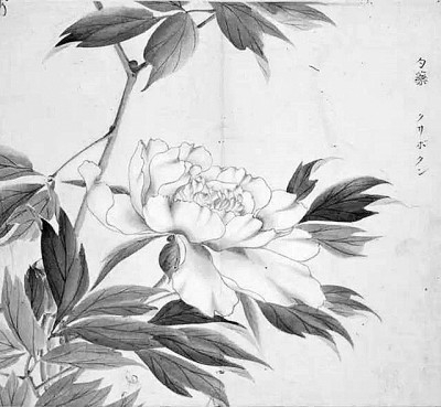 《诗经名物图解》中的芍药 资料图片