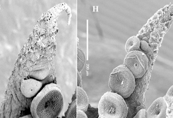 图源：论文截图