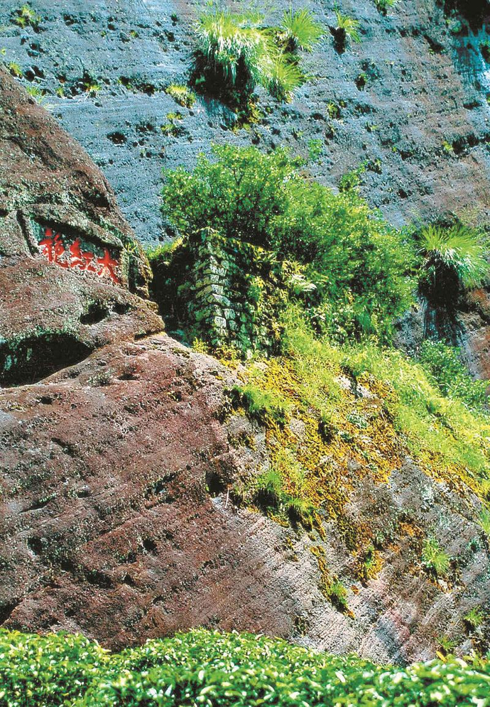 大红袍母枞 阮雪清摄