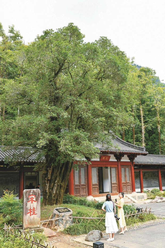 朱熹手植桂花树 黄海摄