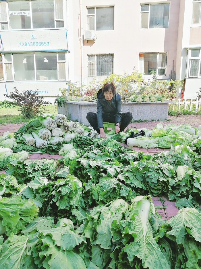  亲戚送给宋淑贤几百斤白菜，她修整后大部分用于腌酸菜。 本报记者 韩玉红 摄